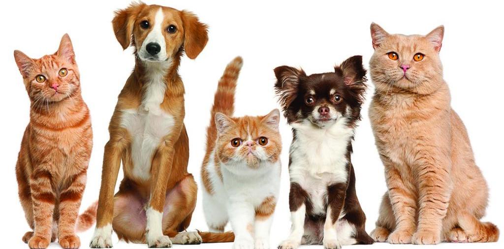 Доска объявлений о животных | ЗооТом - продажа, вязка и услуги для животных в Видном