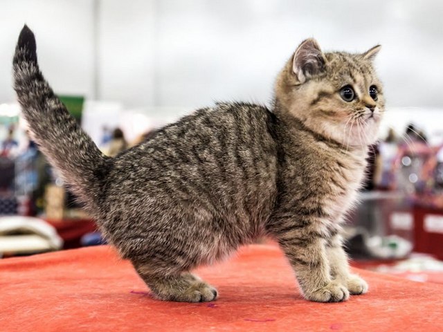 Породы кошек в Видном | ЗооТом портал о животных