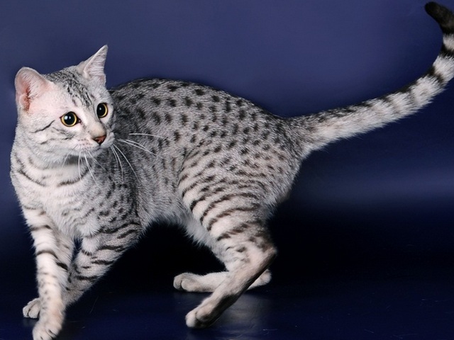 Породы кошек в Видном | ЗооТом портал о животных