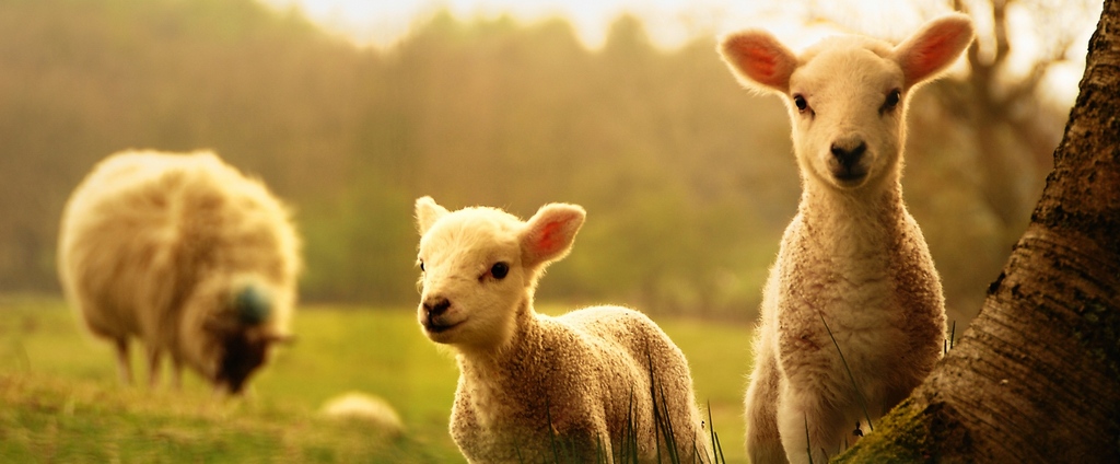 Объявления о сельскохозяйственных животных | ЗооТом - продажа, вязка и услуги для животных в Видном